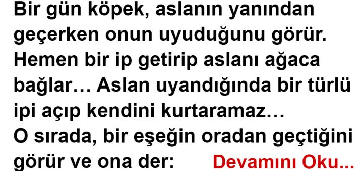 Aslan Köpek Eşek Hikayesi