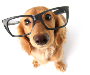 Evde Kedi Köpek Besleyenlere Çemkirmeden Evvel Bilmeniz Gereken 15 Gerçek