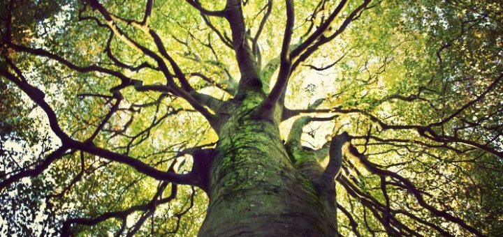 Hayat Kullanım Kılavuzu Çıktı!