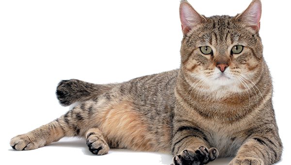 Kedilerin iyi bir şifacı ve gözlemci olduğunu biliyor muydunuz?