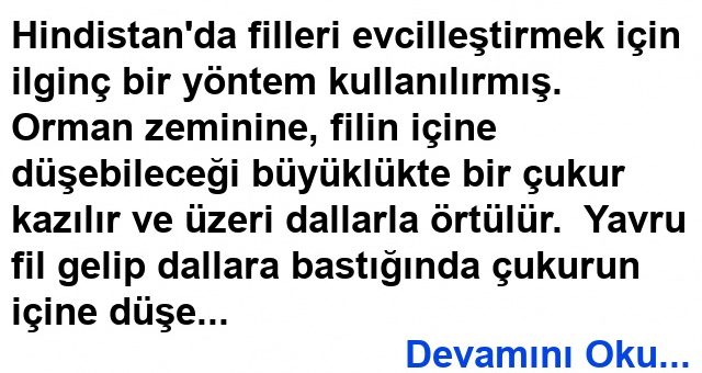 Filleri Evcilleştirmek