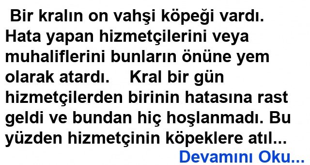 Köpeklerime Ne Oldu?