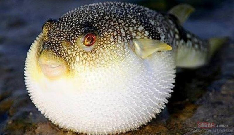 Dünya Üzerindeki En Tehlikeli canlılarından Kirpi Balığı
