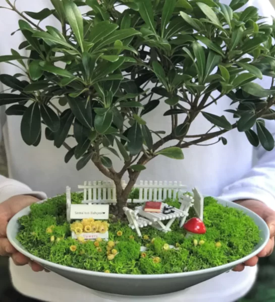 Minyatür Bonsai Bahçesi Hediyesi